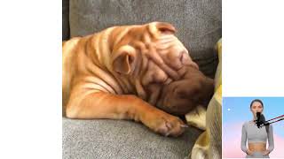 Chinese Shar Pei. Nel film, Domande e risposte, Come scegliere, Fatti, Cura, Storia by Tutti Gli Animali 26 views 3 months ago 18 minutes