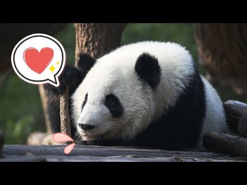 《當熊不讓》又到了一周開懷大笑的時間 | iPanda
