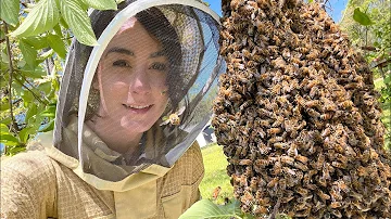 Tips on Catching & (KEEPING) a Swarm of Honey Bees!