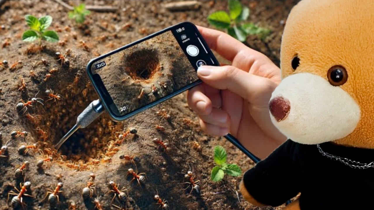 VOCÊ TERIA CORAGEM DE ENTRAR EM UM FORMIGUEIRO? React