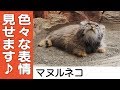 【マヌルネコ】色んな表情見せてくれます♪＠那須どうぶつ王国 Pallas’s Cats - Expressive Pallas’s Cats