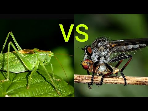 Кузнечик певчий vs ктырь (хищная муха). Katydid vs assassin-flies (robber-flies).