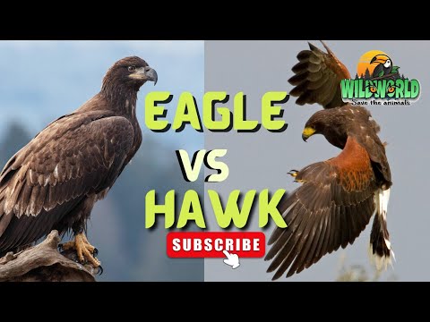 Hawk vs Eagle - YouTube
