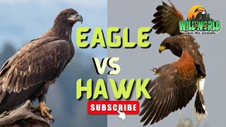 Hawk vs Eagle - YouTube