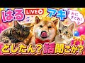 ざっつ談