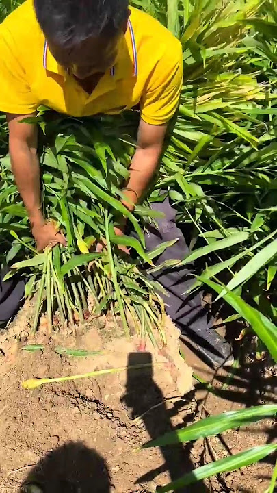 RT 4040441574 mini rotary tillage and ridging all-in one tree 🌲 short view