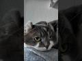Cats looking at humans
