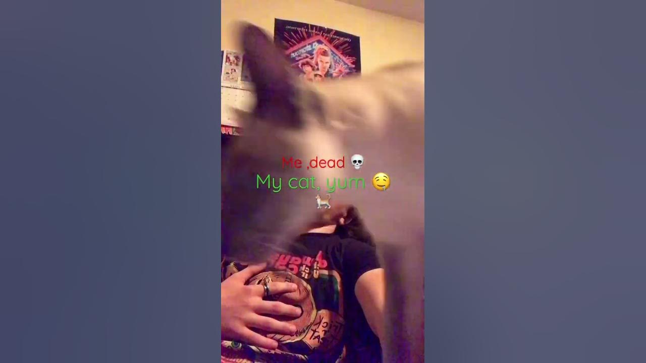 cats-eat-dead-people-youtube