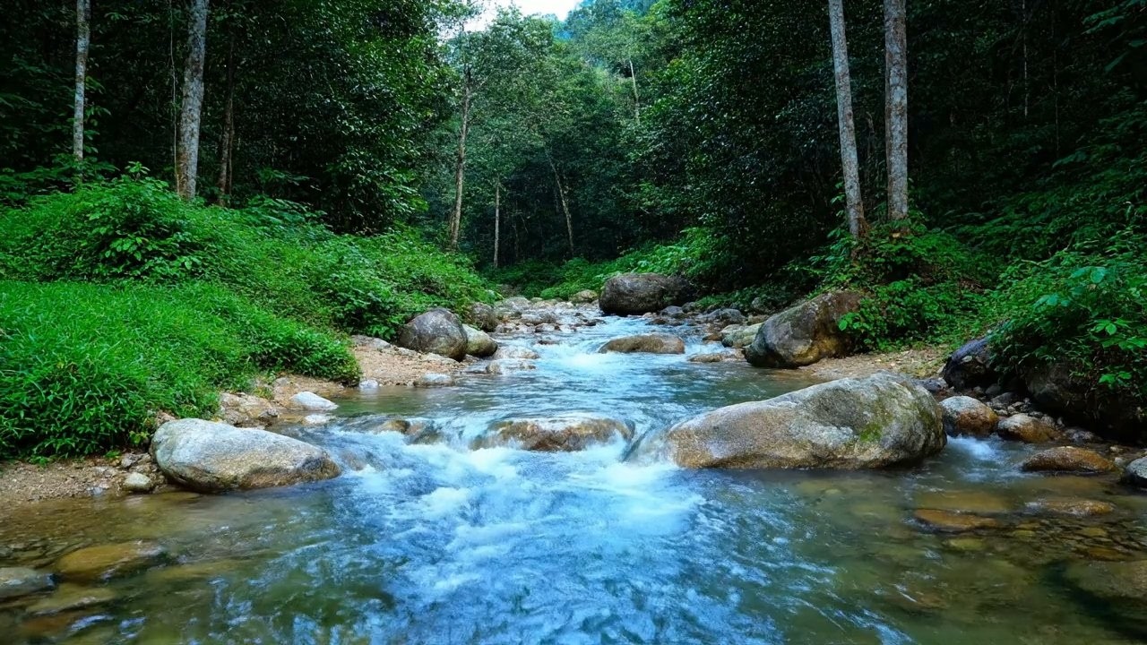 Inner Peace Flow – Beautiful Enchanted Water River Sound in Green Forest – Meditation