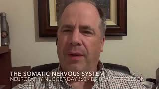 The Somatic Nervous System (Voluntary)