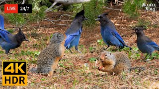🔴 24/7 LIVE: Cat TV for Cats to Watch 😺 Wild Birds and Squirrels Unlimited 4K 🐦 Cat Games HDR