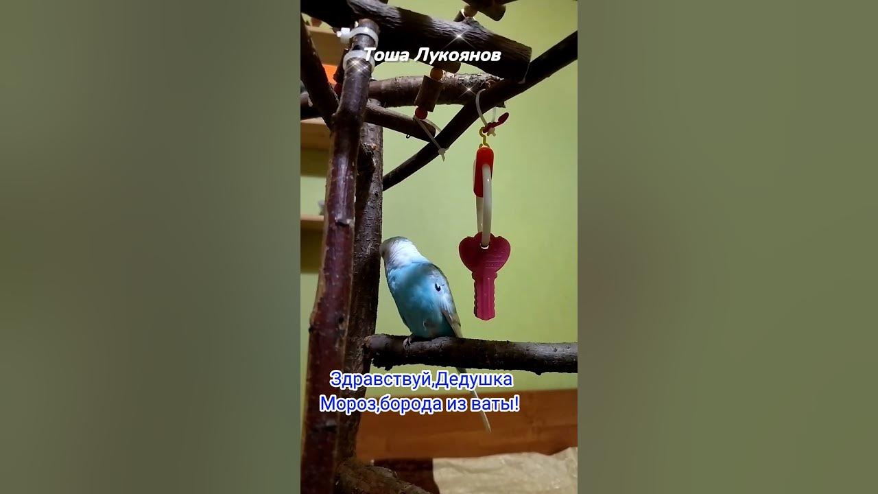 Новый год. Дед Мороз. Говорящий Попугайчик Тоша. - YouTube