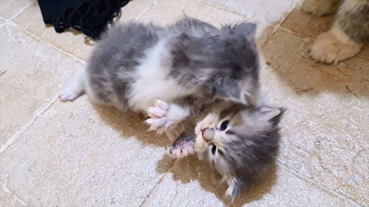 Mom cat try to clean her kittens, but kittens choose to fight YouTube
