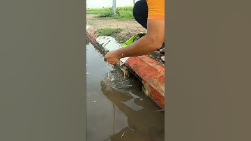 Remove Trash Clogged Drain #unclog #culvert #drain #shorts
