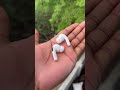 Fake AirPods வாங்கி "Show-off" பண்ணனுமா? 🤔 (The Bitter Truth)!!! #cltechtamil