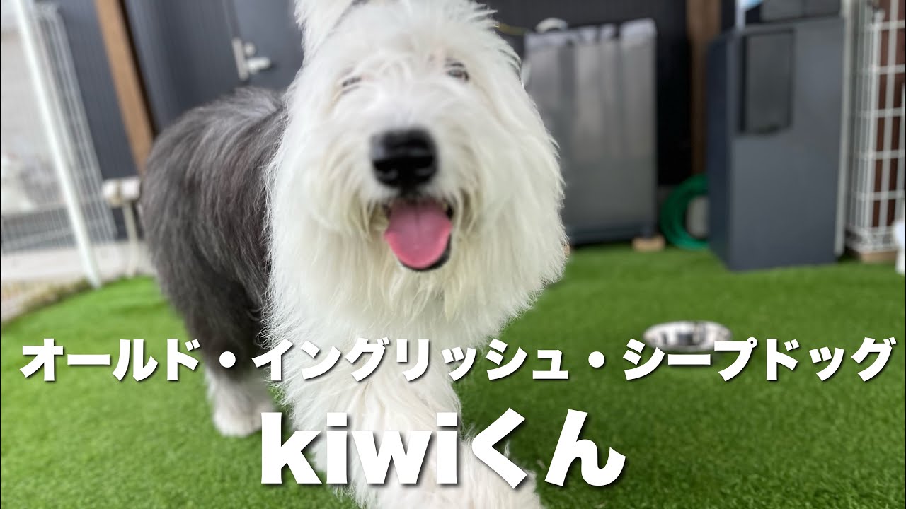 オールドイングリッシュシープドッグ Kiwiくん【old english sheepdog