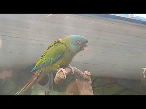 Blue-headed macaws and Blue-throated macaws in mixed enclosure