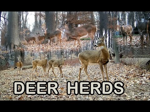 Trail Camera: Whitetail Deer Herds