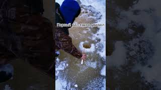 первый раз такое увидел #рыбалка #зимняя_рыбалка #язь #shorts