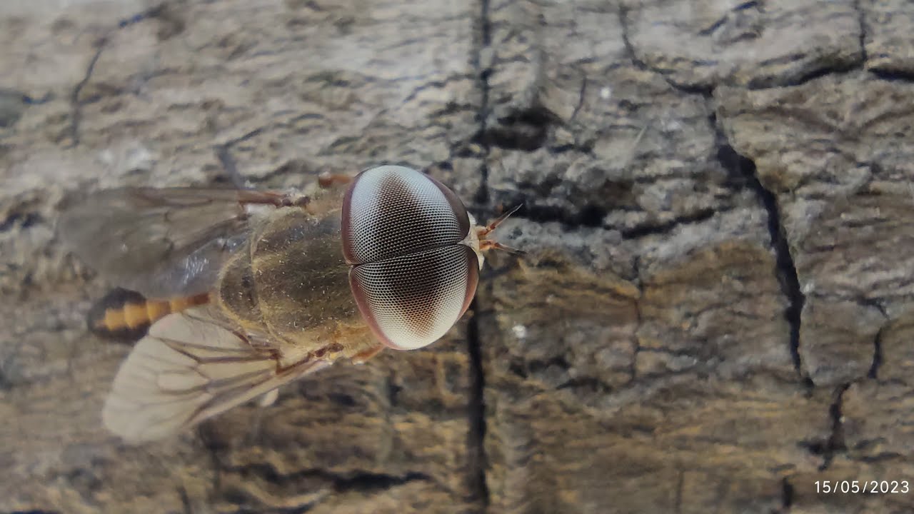 Tabanus, a big housefly captured in mobile microscope, it's terrible & scary 