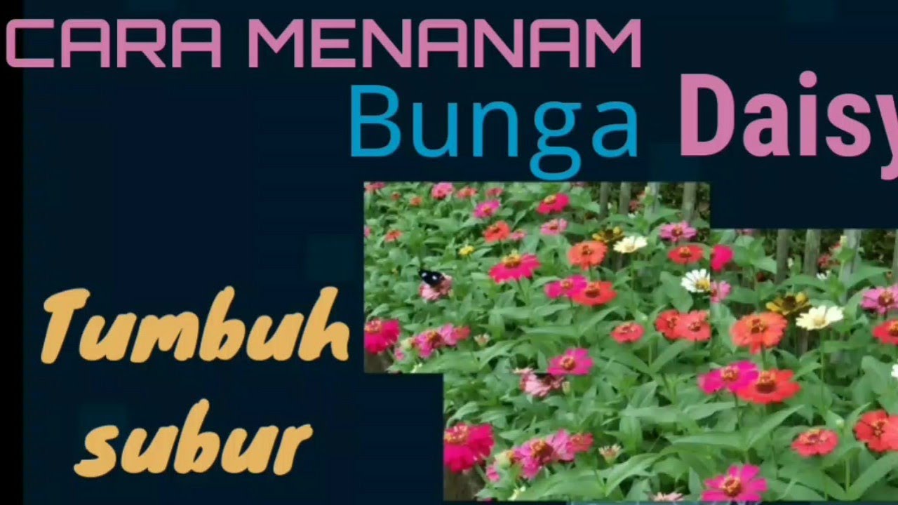 Cara menanam bunga daisy untuk pekarangan rumah