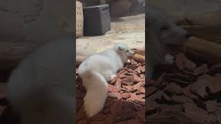 Белоснежная полярная лиса в океанариуме Sea World Абу Даби.