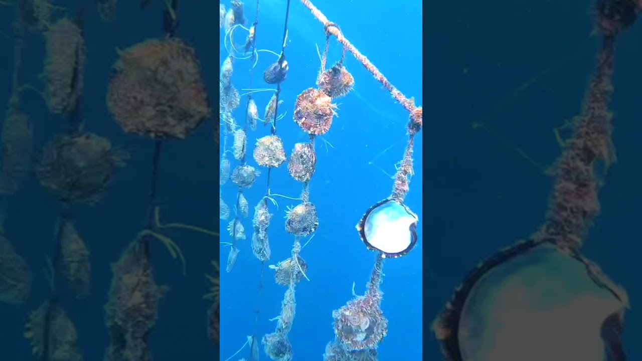 Dive into the world of Ange Lorraine pearls