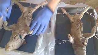 fetal pig external