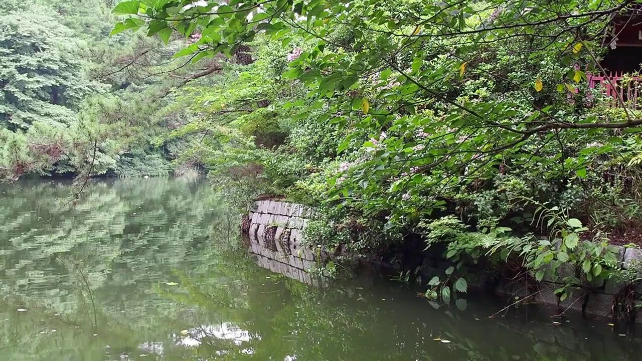 のんびり散歩 石神井公園 三宝寺池を歩く 7 28 36 Youtube