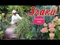 Злаки в дизайне сада. Важные нюансы при выборе ЗЛАКОВЫХ #злакиразнообразие#злакихолодорастущие#дача