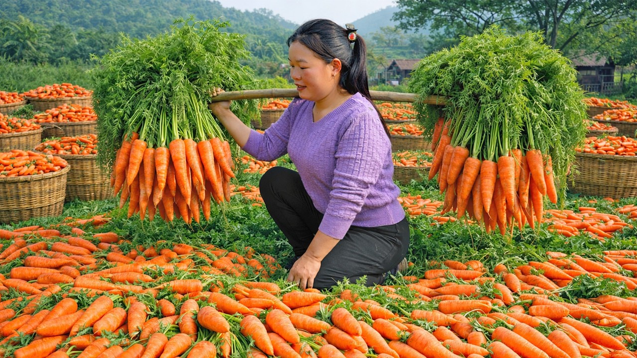 Harvesting 100kg of Carrots from the Hill and Taking Them to the Market | Trieu Mai Huong