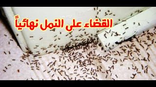 طريقه القضاء النهائي علي النمل من المنزل وبدون اي اضرار