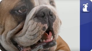 Doglopedia  English Bulldog