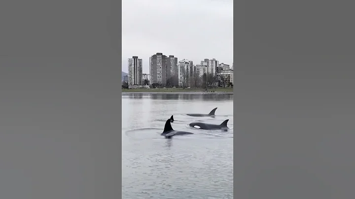 Orcas make rare appearance in Vancouver waters