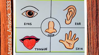 Sense Oragans  Drawing | Five Senses Drawing | How to Draw sense organs