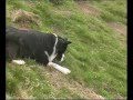 Border collie Rescue - A useful dog 1