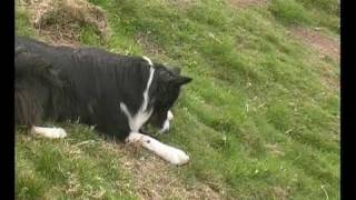 Border Collie Rescue - A Useful Dog - Episode 1 by BorderCollieRescueUK 191,638 views 13 years ago 9 minutes, 30 seconds