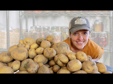 How I Store 200 lbs of Potatoes WITHOUT a Root Cellar