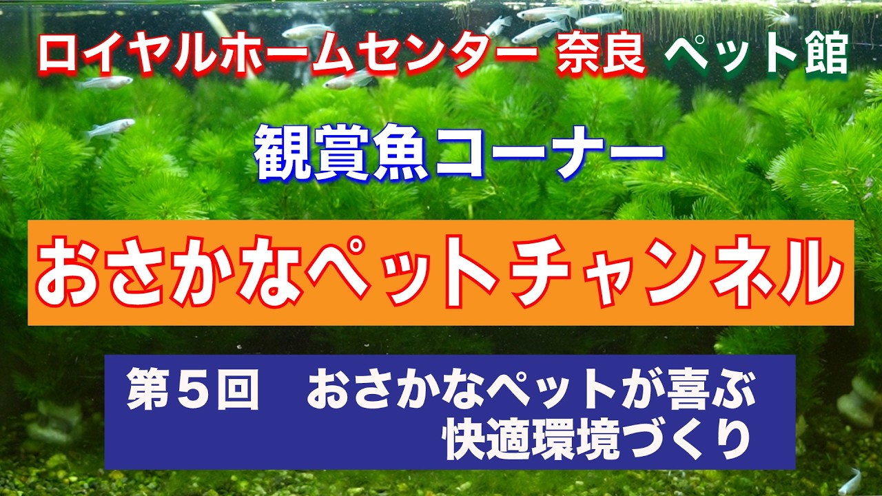 【広告】ロイヤルホームセンター 奈良 ペット館 観賞魚コーナーがお送りする「おさかなペットチャンネル」第5回「おさかなペットが喜ぶ快適環境づくり！」