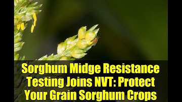 Sorghum Midge Resistance Testing Joins NVT: Protect Your Grain Sorghum Crops