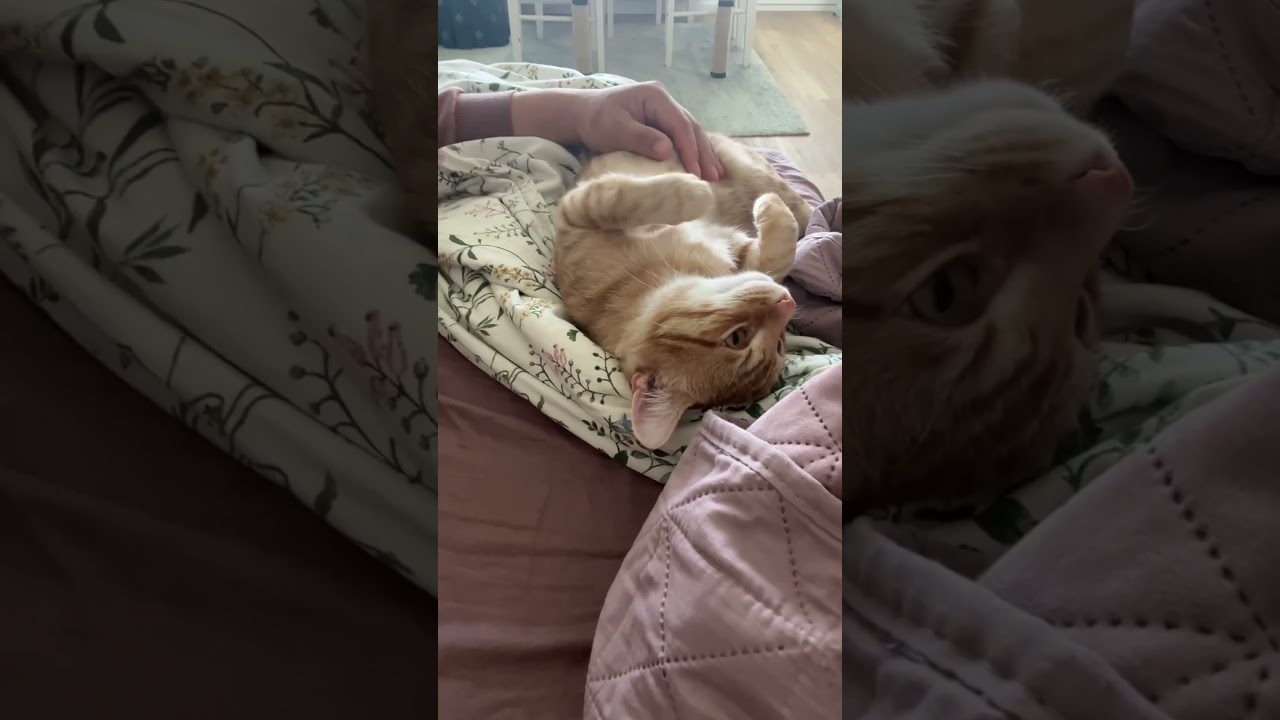 Adorable Cat Napping: Sweet Dreams and Soft Purrs 😺💤