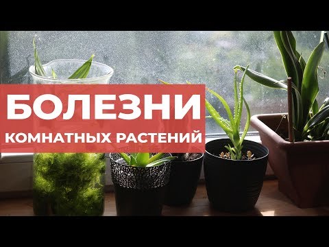 Видео: Суккуленты с обвисшими листьями: как исправить обвисшие листья на суккулентных растениях