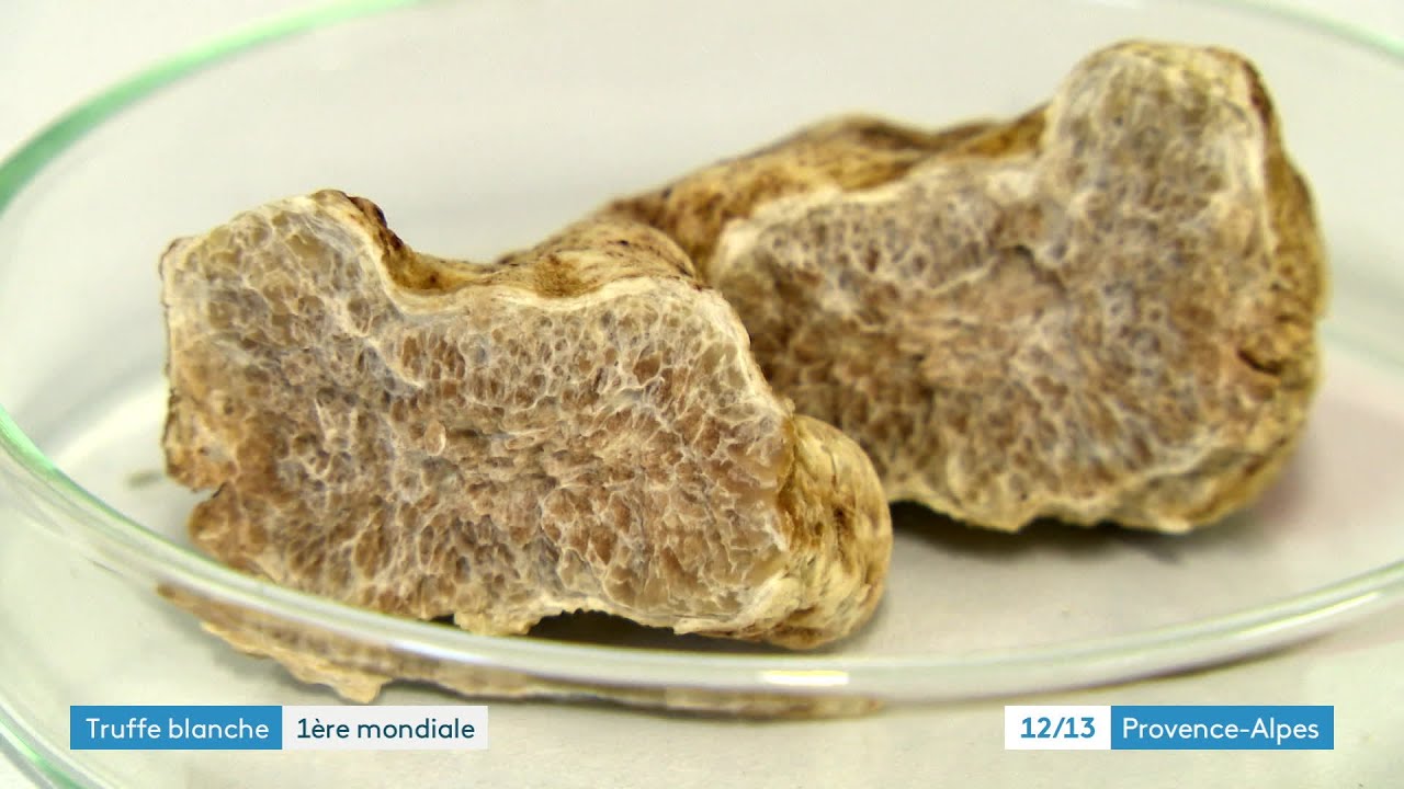 Première mondiale : la truffe blanche désormais produite en France