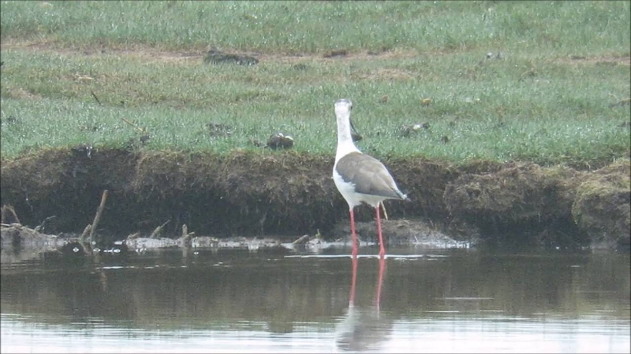 Black-winged Stilt at RSPB Lodmoor, Dorset, on 10th May 2016 
