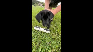 Elmer T. Lee 🐾🐾🐾 #puppy #gundog #gundogtraining