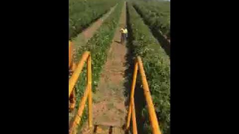 Harvesting grapes in Australia with machine
