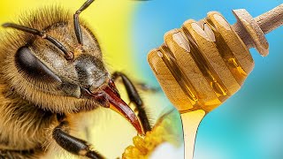 картинка: Какой МЁД ВЫБЕРУТ ПЧЁЛЫ ДОМАШНИЙ или МАГАЗИННЫЙ?