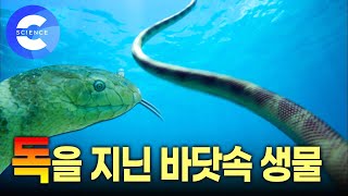 코브라보다 더 치명적인 독을 가진 바다뱀 | 맹독을 지닌 바닷속 생물들 | 청자고둥의 놀라운 사냥 | 다큐프라임