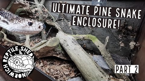 Building the Ultimate Pine Snake Enclosure! Part 2 - Electrics and Moving In