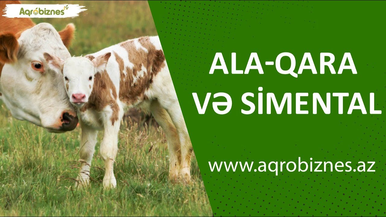 Iki inək: alaqara və simental cinsləri